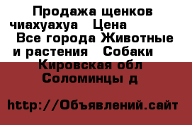 Продажа щенков чиахуахуа › Цена ­ 12 000 - Все города Животные и растения » Собаки   . Кировская обл.,Соломинцы д.